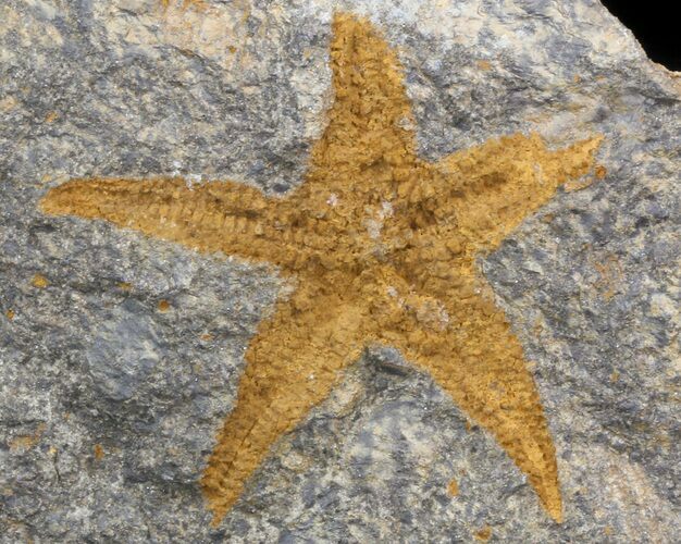 Ordovician Starfish (Petraster?) Fossil - Morocco #41815